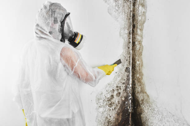 Best Mold Inspection  in Exton, PA