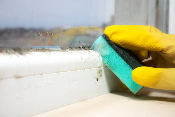 Best Attic Mold Removal  in Exton, PA