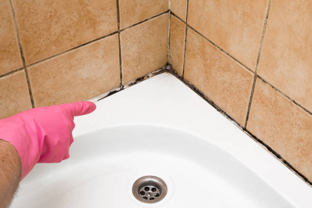 Best Black Mold Removal  in Exton, PA